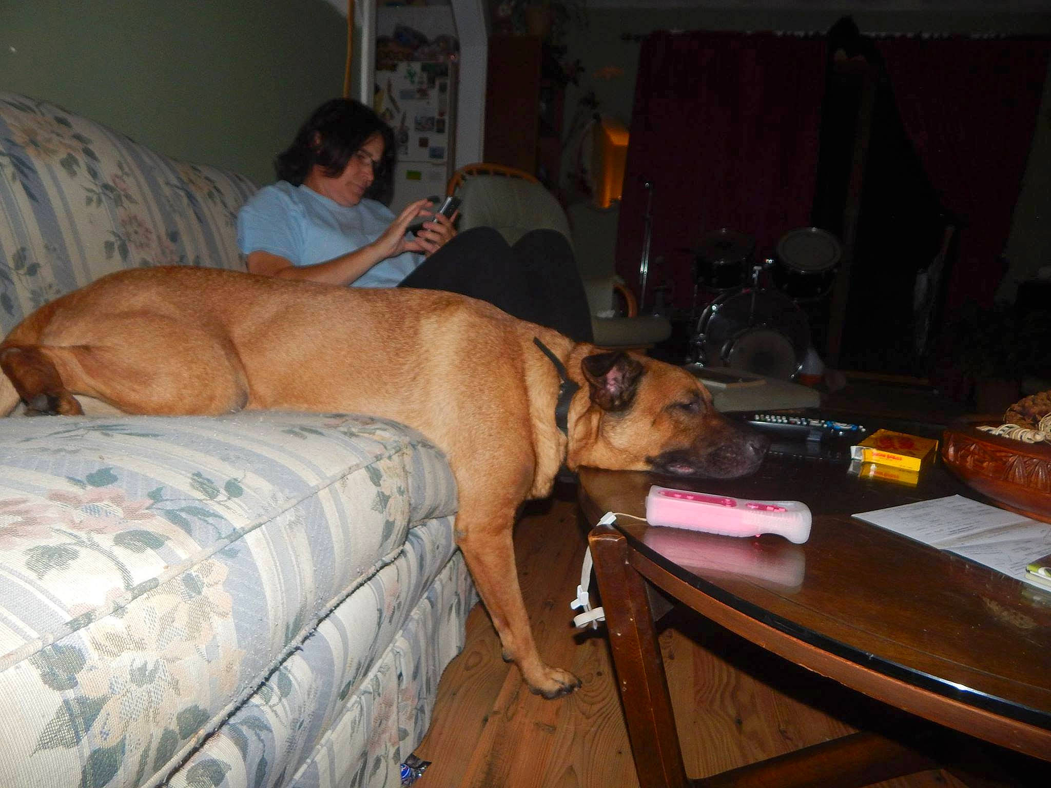 Cooper is registered to the contest to win money with this photo: canidae, carnivore, coffee_table, comfort, companion_dog, couch, dog, dog_breed, fawn, furniture, hardwood, human, mammal, room, snout, sporting_group, table, varnish, wood_stain, working_animal