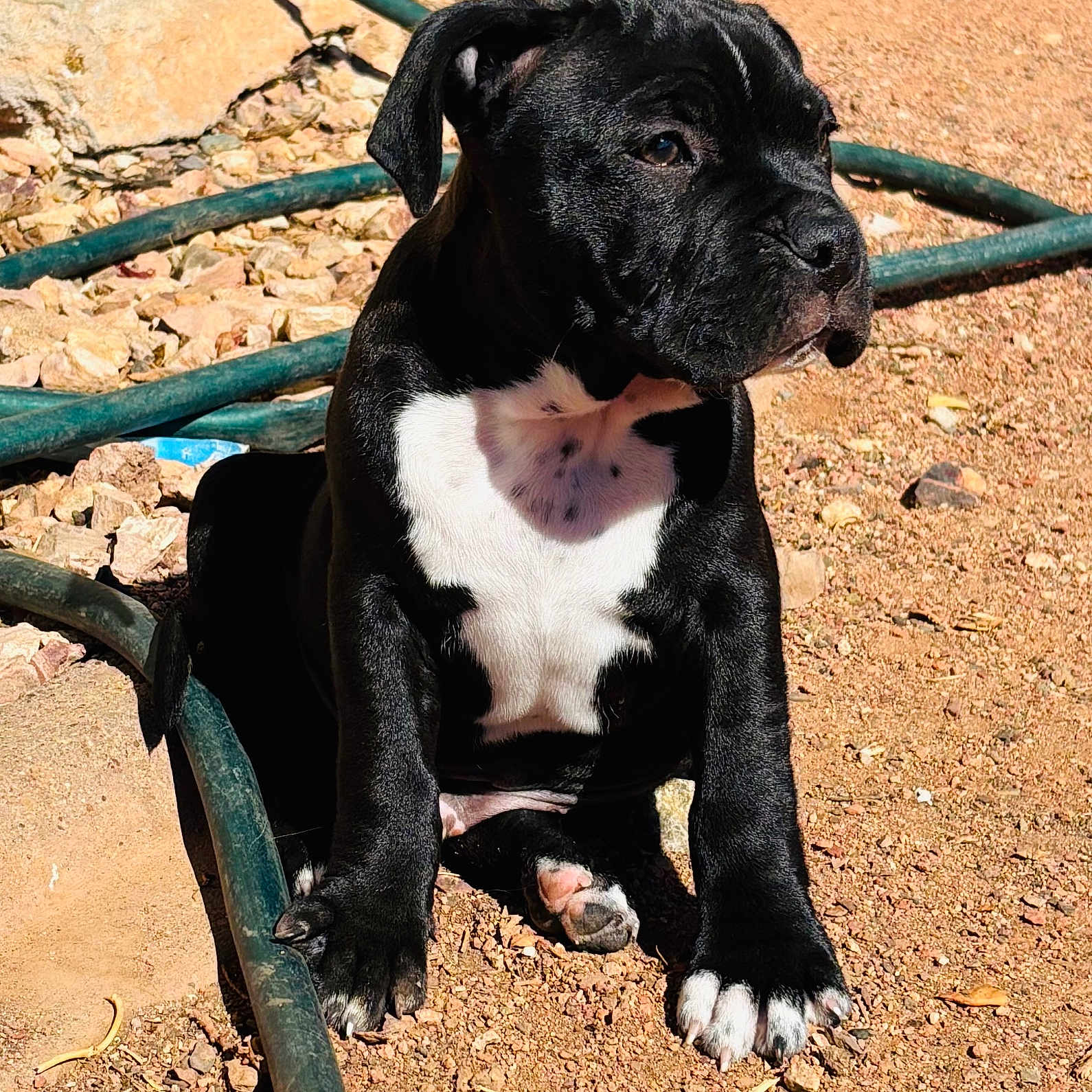 Shadow joined the competition — help win amazing prizes! accessories, animal, bostonbull, boxer, bulldog, canine, dog, frenchbulldog, greatdane, hose, hound, labradorretriever, leash, pet, pitbull, pug, puppy, snout, soil, strap