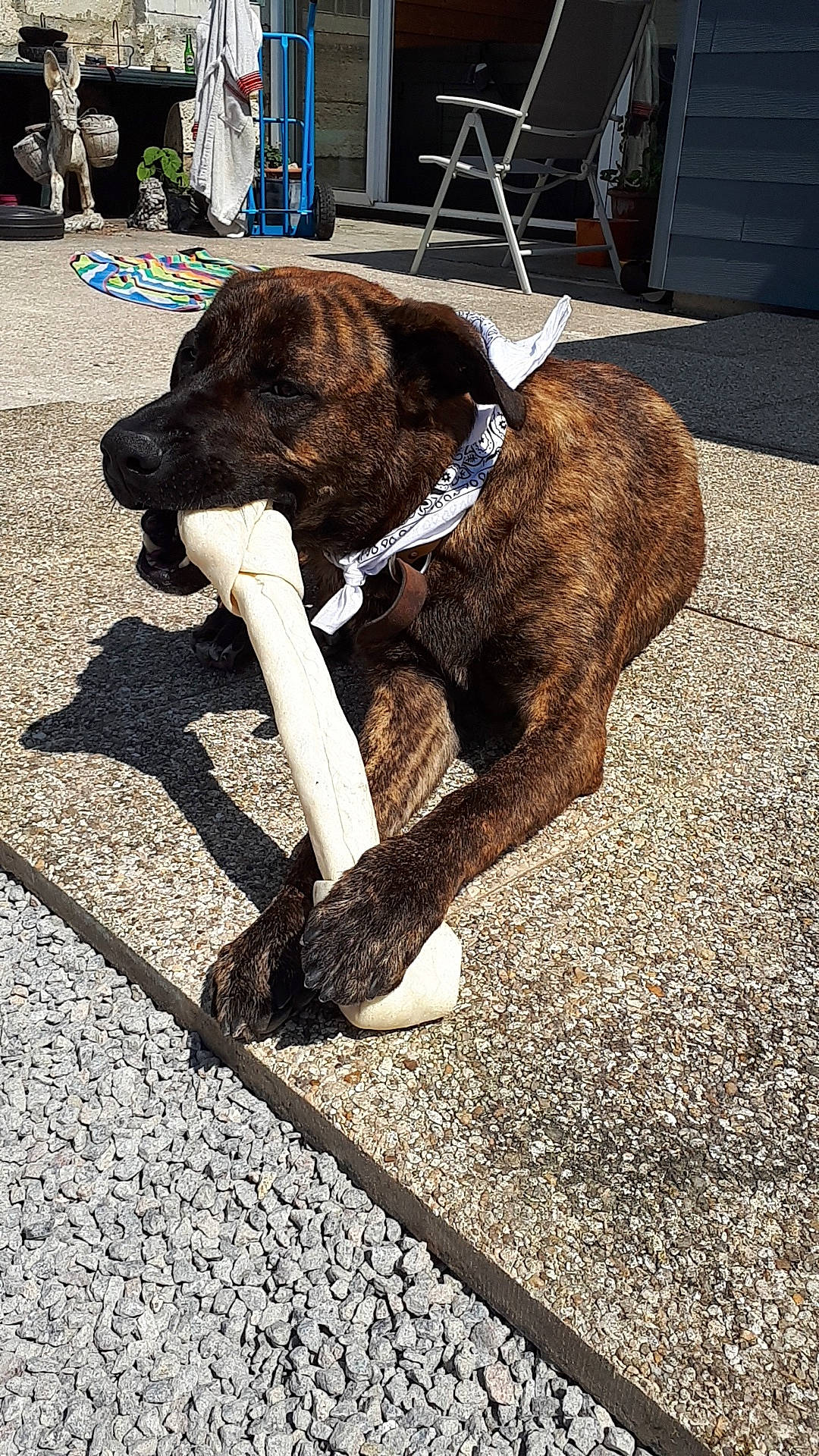Oscar participe au concours pour gagner de l'argent avec cette photo : boxer, canidae, carnivore, collar, companion_dog, dog, dog_breed, dog_collar, fawn, leash, snout, sporting_group, tail