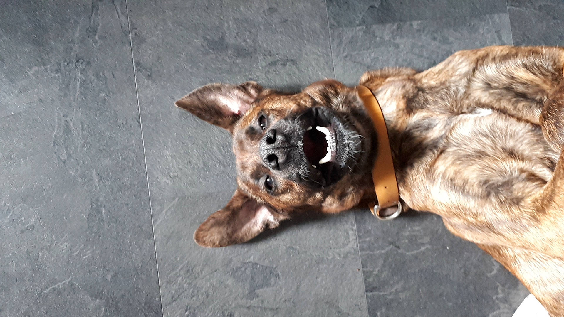 Oscar participe au concours pour gagner de l'argent avec cette photo : canidae, carnivore, companion_dog, dog, dog_breed, fawn, fur, snout, sporting_group, street_dog