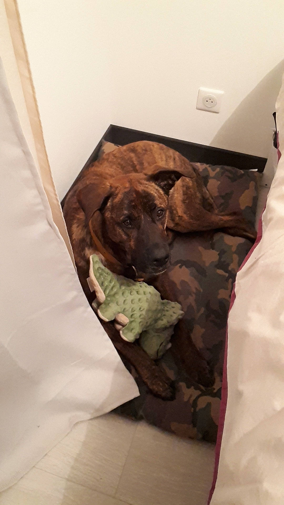 Oscar a rejoint le concours — aidez-le/la à gagner de superbes lots ! canidae, carnivore, chesapeake_bay_retriever, dog, dog_breed, snout, sporting_group