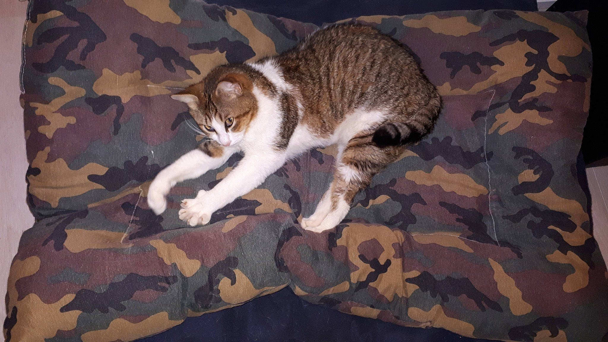 Charlie a rejoint le concours — aidez-le/la à gagner de superbes lots ! aegean_cat, carnivore, cat, domestic_short_haired_cat, european_shorthair, felidae, fur, kitten, mammal, small_to_medium_sized_cats, tail, whiskers