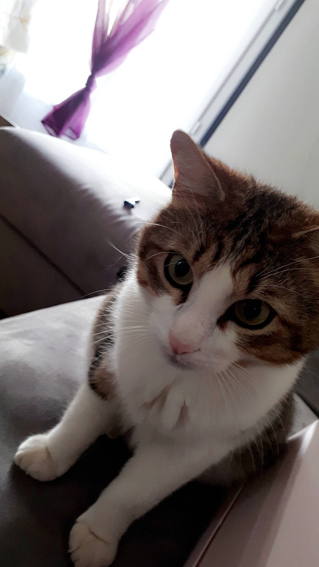 Charlie participe au concours pour gagner de l'argent avec cette photo : aegean_cat, american_wirehair, carnivore, cat, domestic_short_haired_cat, ear, european_shorthair, fawn, felidae, fur, kitten, mammal, small_to_medium_sized_cats, whiskers