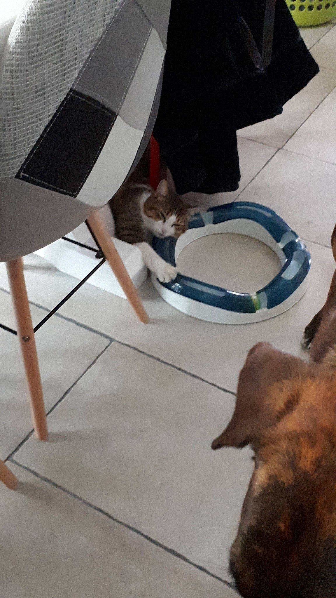 Charlie a rejoint le concours — aidez-le/la à gagner de superbes lots ! canidae, fawn, floor, flooring, leg, sporting_group, table, tile