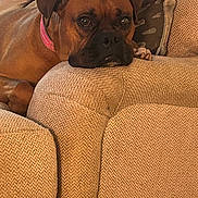 Boomer joined the competition — help win amazing prizes! dog, brown_dog, collar, couch, beige, textured_fabric, resting, indoor, person, pillow, close_up, pet, relaxed, home, furniture, companion, animal, canine, cozy, portrait
