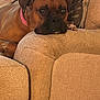 dog, brown_dog, collar, couch, beige, textured_fabric, resting, indoor, person, pillow, close_up, pet, relaxed, home, furniture, companion, animal, canine, cozy, portrait