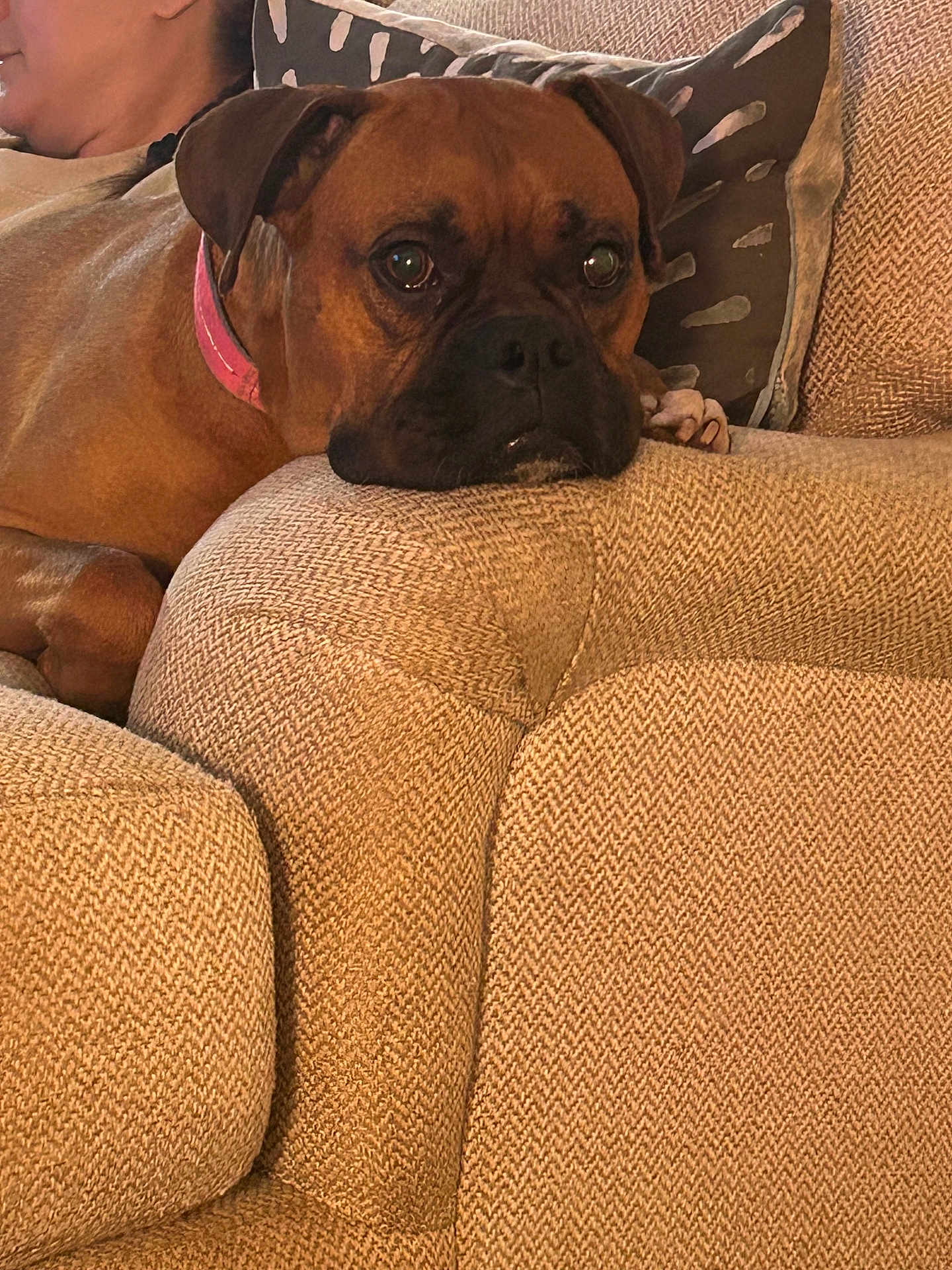 Boomer joined the competition — help win amazing prizes! dog, brown_dog, collar, couch, beige, textured_fabric, resting, indoor, person, pillow, close_up, pet, relaxed, home, furniture, companion, animal, canine, cozy, portrait