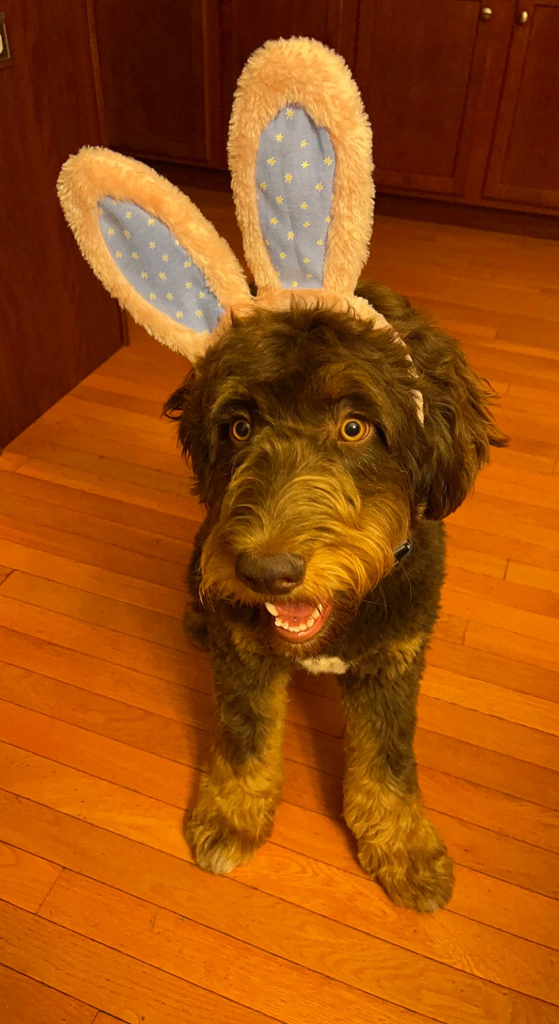 Barkley joined the competition — help win amazing prizes! canidae, carnivore, companion_dog, dog, dog_breed, fawn, flooring, fur, hardwood, liver, snout, sporting_group, tail, terrestrial_animal, toy, varnish, whiskers, wood, wood_stain, working_animal