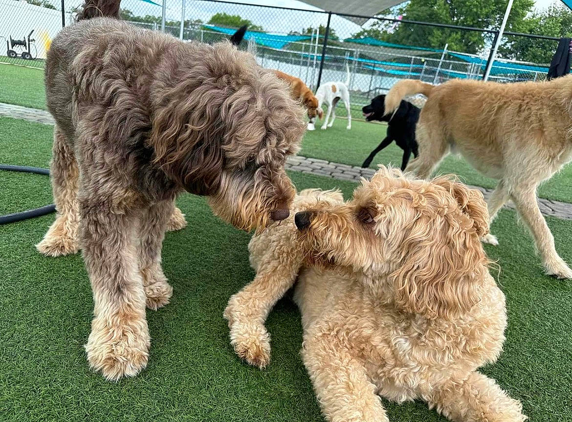 Barkley joined the competition — help win amazing prizes! alpaca, canidae, carnivore, companion_dog, dog, dog_breed, fence, fur, giant_dog_breed, grass, non_sporting_group, plant, snout, sporting_group, terrestrial_animal, terrier, vertebrate, water_dog, working_animal, working_dog