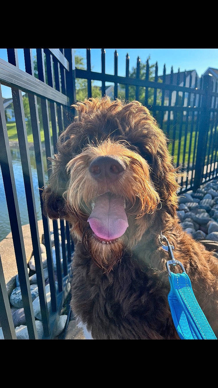 Barkley joined the competition — help win amazing prizes! airedale_terrier, carnivore, companion_dog, dog, dog_breed, fence, fur, grass, happy, liver, plant, sky, small_terrier, snout, sporting_group, terrier, toy_dog, water_dog, welsh_terrier, working_animal