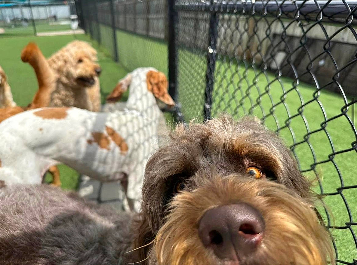 Barkley joined the competition — help win amazing prizes! canidae, carnivore, cesky_fousek, companion_dog, dog, dog_breed, dog_collar, dog_supply, fence, fur, hound, liver, mesh, pet_supply, small_terrier, sporting_group, terrier, water_dog, wire_fencing, working_animal