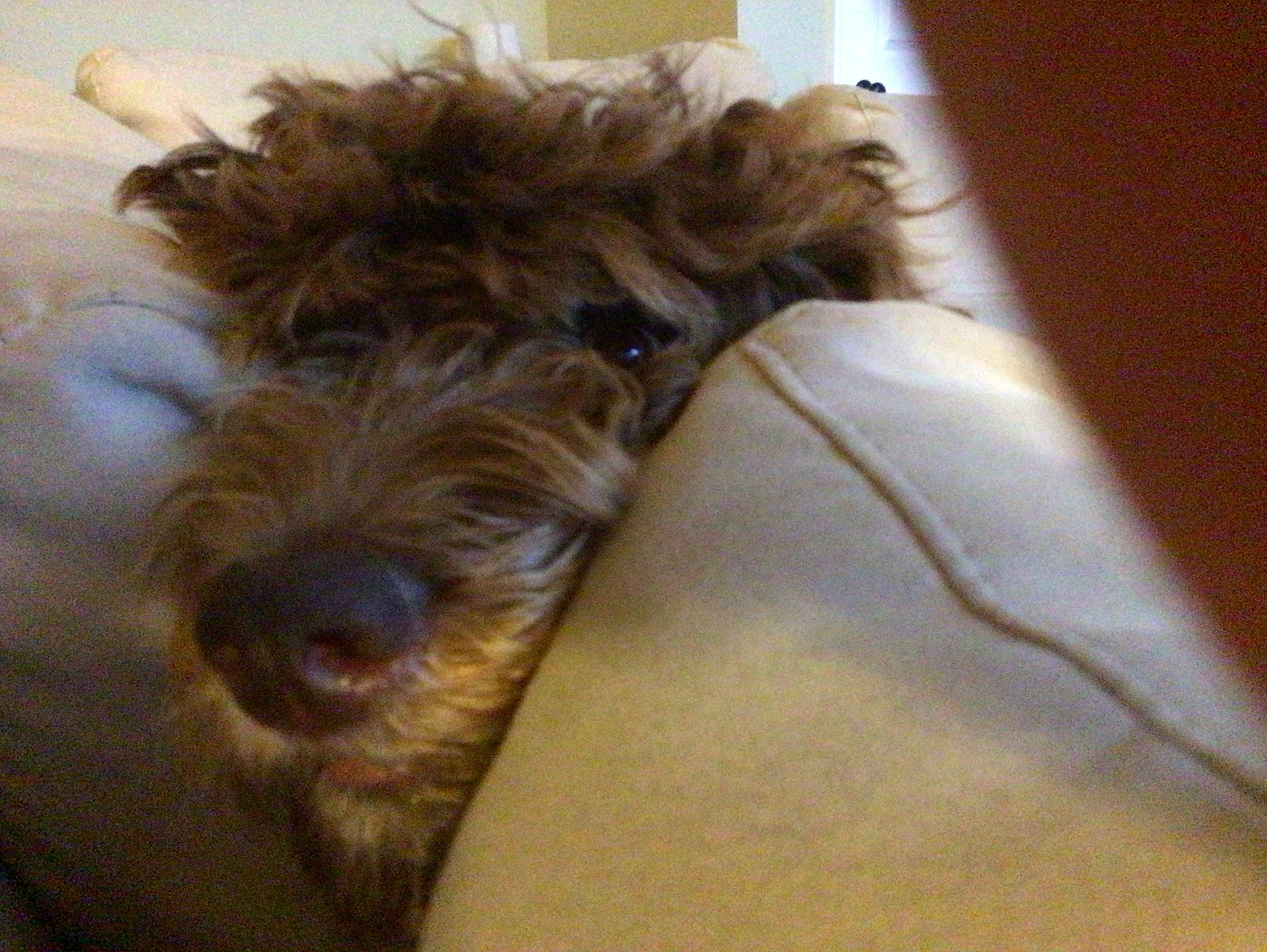 Barkley joined the competition — help win amazing prizes! canidae, carnivore, comfort, companion_dog, dog, dog_breed, dog_supply, fawn, fur, liver, maltepoo, pet_supply, poodle, small_terrier, snout, sporting_group, terrier, toy_dog, water_dog, working_animal