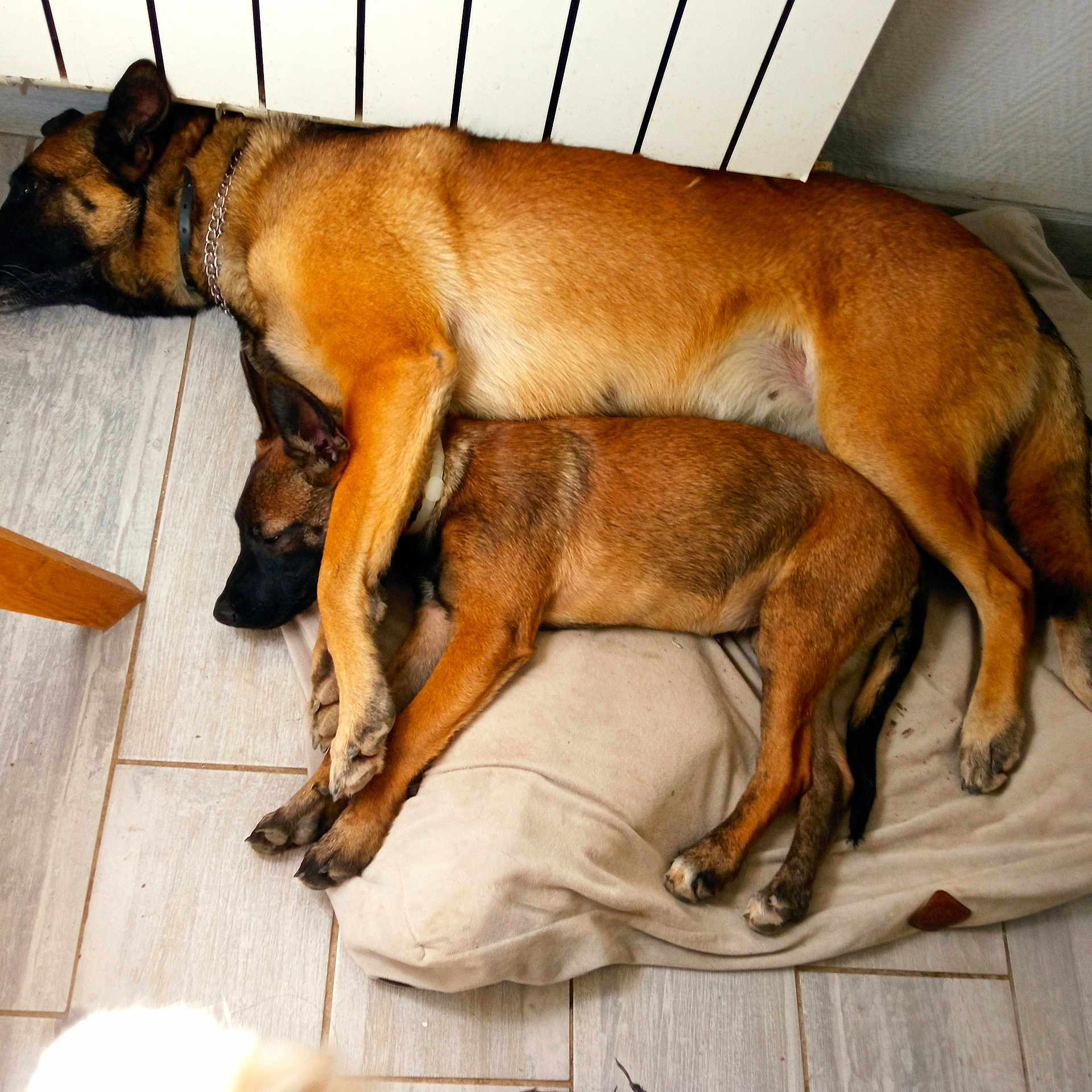 Nana Et Tara participe au concours pour gagner de l'argent avec cette photo : dog, sleeping, cushion, floor, radiator, indoor, brown_fur, relaxing, resting, pet, animal, canine, companion, cozy, home, paw, snuggle, close, quiet, calm