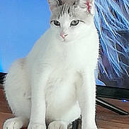 Nuage participe au concours pour gagner de l'argent avec cette photo : aegean_cat, burmilla, carnivoran, cat, cat_like_mammal, domestic_short_haired_cat, european_shorthair, fauna, japanese_bobtail, javanese, khao_manee, kitten, paw, small_to_medium_sized_cats, snowshoe, tail, turkish_angora, turkish_van, whiskers