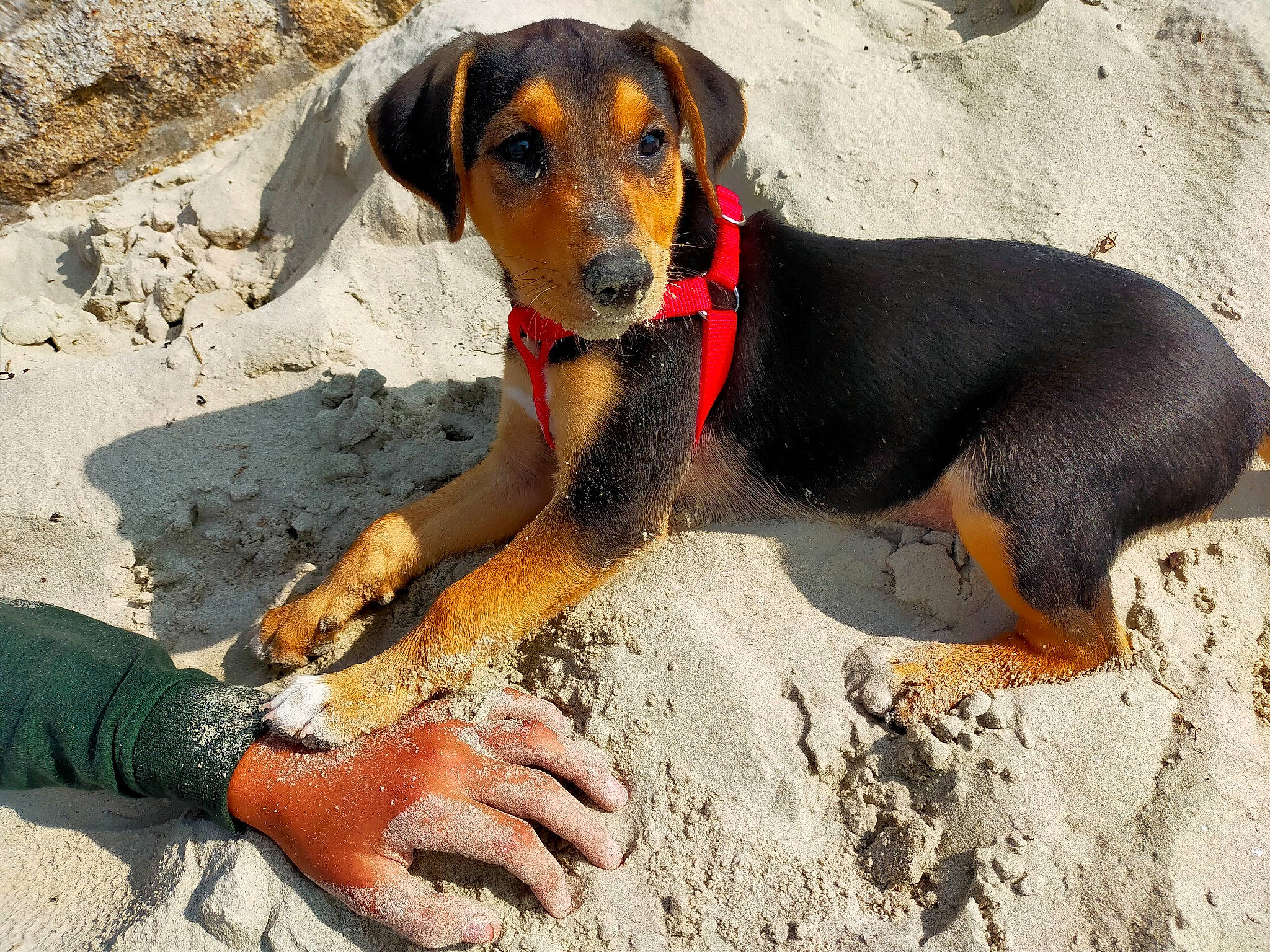 Salto a rejoint le concours — aidez-le/la à gagner de superbes lots ! carnivore, collar, companion_dog, dog, dog_breed, fawn, foot, hound, hunting_dog, paw, scent_hound, soil, terrestrial_animal, working_animal, working_dog