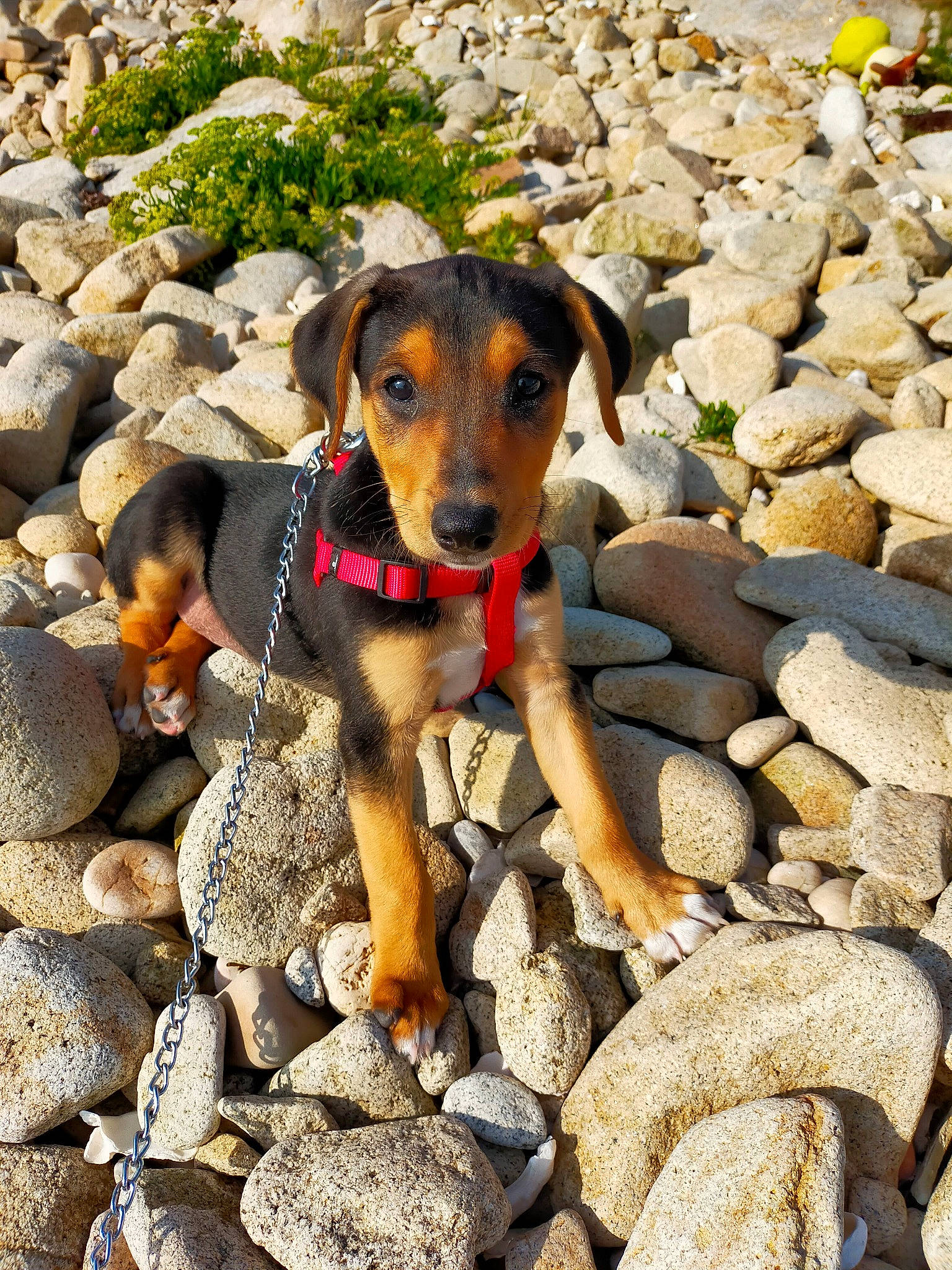 Salto participe au concours pour gagner de l'argent avec cette photo : adventure, bedrock, carnivore, collar, companion_dog, dog, dog_breed, fawn, gravel, guard_dog, hunting_dog, landscape, pebble, plant, rock, rubble, sporting_group, working_animal, working_dog
