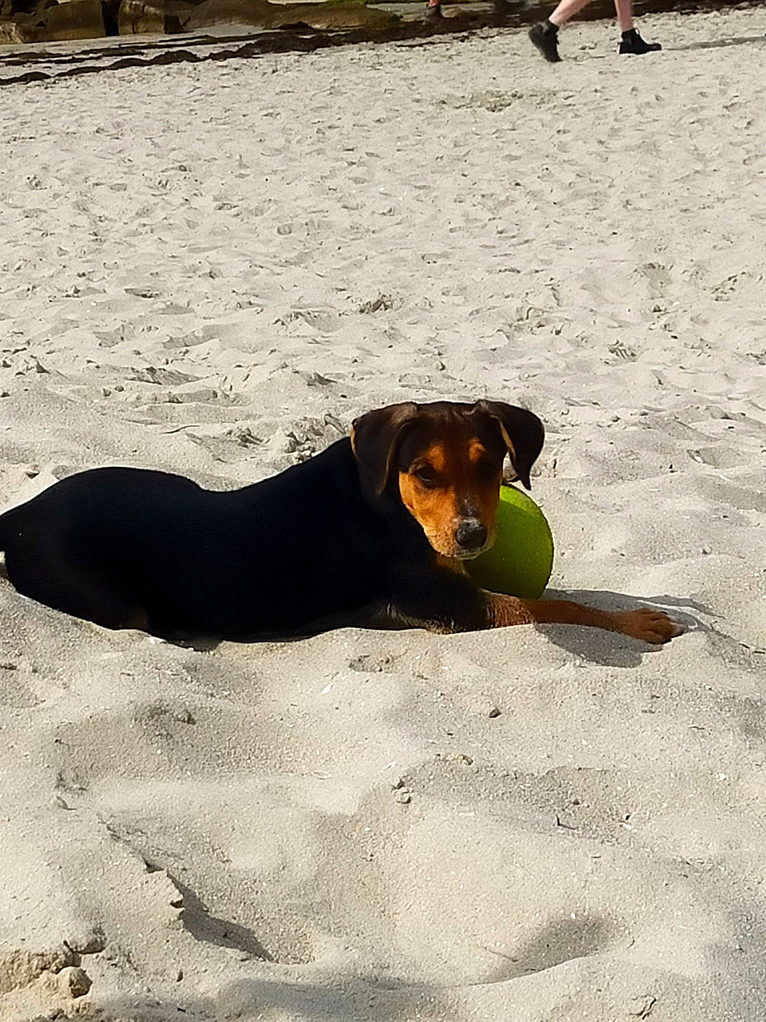 Salto participe au concours pour gagner de l'argent avec cette photo : canidae, carnivore, companion_dog, dog, dog_breed, fawn, foot, hound, landscape, ocean, road_surface, sand, shade, shadow, snout, soil, sporting_group, tints_and_shades, working_animal, working_dog