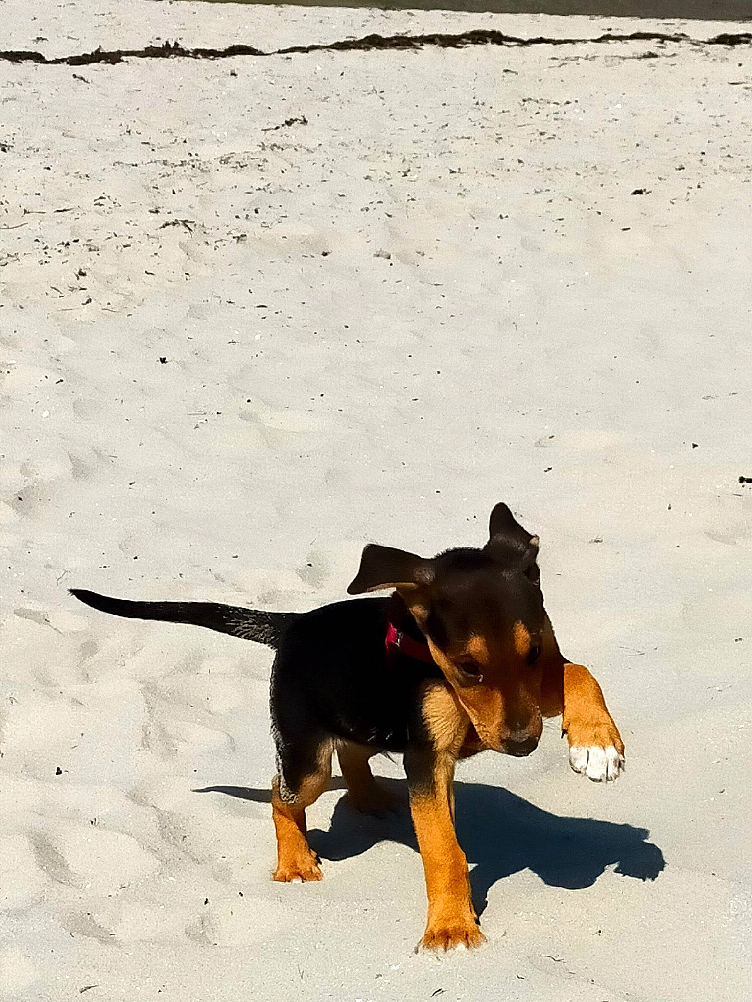 Salto a rejoint le concours — aidez-le/la à gagner de superbes lots ! canidae, carnivore, companion_dog, dog, dog_breed, fawn, guard_dog, hunting_dog, landscape, paw, pinscher, shadow, snout, sporting_group, tail, terrestrial_animal, toy_dog, working_animal, working_dog