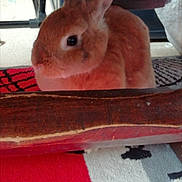 Pinouchette a rejoint le concours — aidez-le/la à gagner de superbes lots ! domestic_rabbit, fauna, mammal, photo_caption, rabbit, rabits_and_hares, screenshot, snout, whiskers