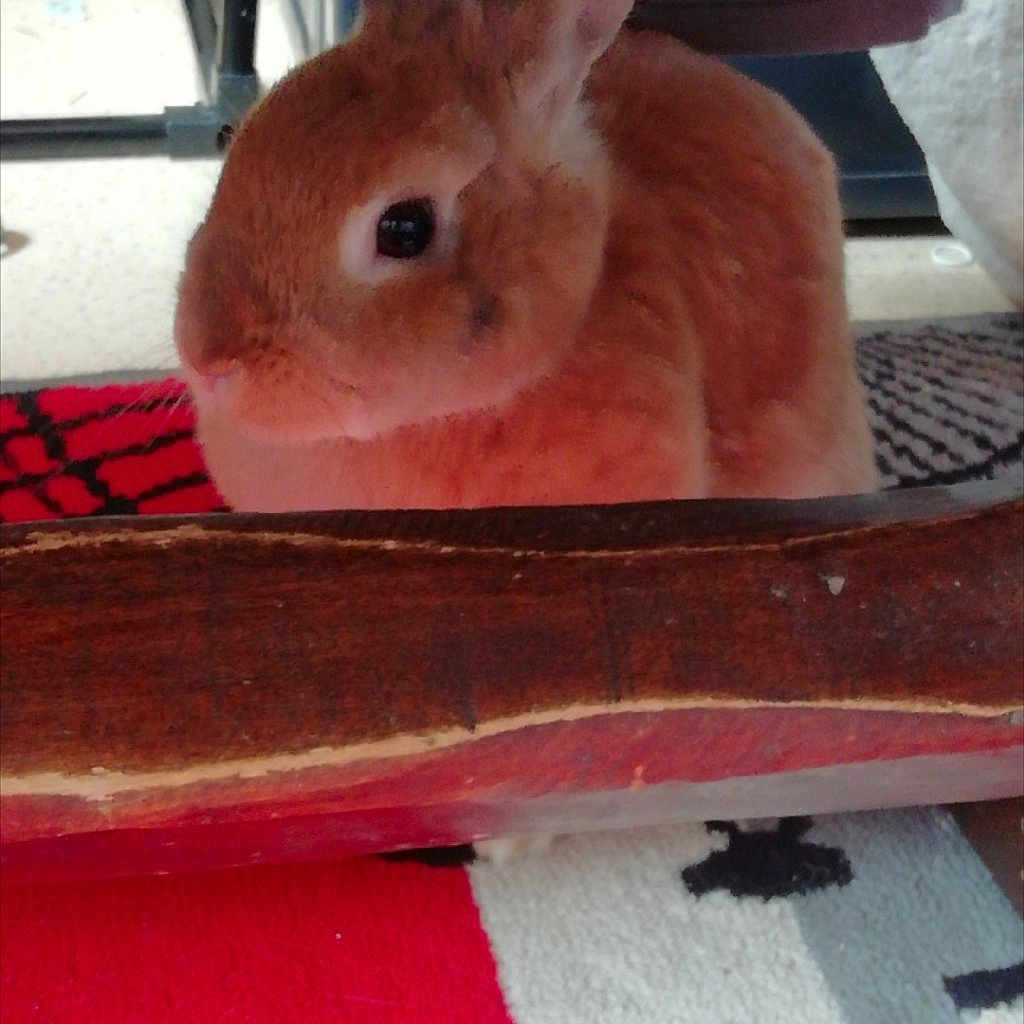Pinouchette