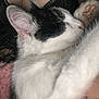 cat, sleeping, black_and_white, fur, paw, ear, person, lace, clothing, blanket, pink, closeup, cozy, relaxation, indoor, rest, comfort, animal, pet, nap