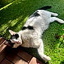 Isis participe au concours pour gagner de l'argent avec cette photo : cat, black_and_white, grass, sunlight, outdoor, petal, wooden_deck, relaxed, animal, nature, feline, sunbathing, laying_down, green, daylight, shadow, cute, whiskers, ears, fur