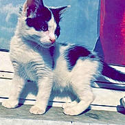 Isis a rejoint le concours — aidez-le/la à gagner de superbes lots ! kitten, cat, black_and_white, feline, pet, animal, young, curious, outdoor, window, ledg, whiskers, fur, small, cute, portrait, sunlight, paw, tail, alert