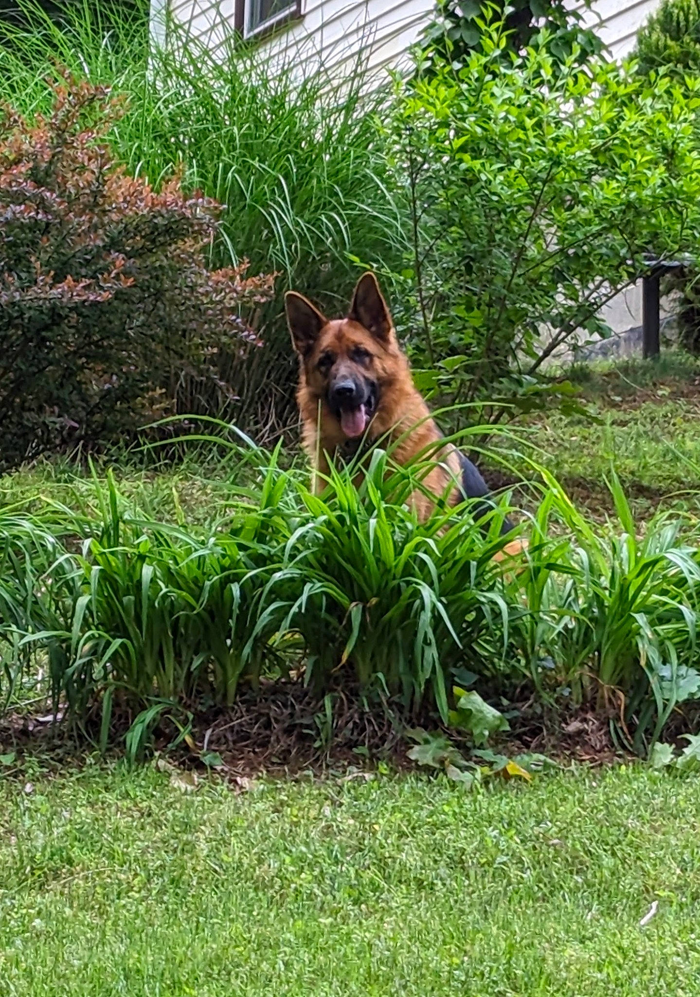 Jax joined the competition — help win amazing prizes! canidae, carnivore, companion_dog, dog, dog_breed, fawn, garden, grass, groundcover, landscape, lawn, liver, plant, shrub, snout, sporting_group, tail, terrestrial_animal, tree, window