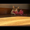 Milo participe au concours pour gagner de l'argent avec cette photo : cat, kitten, toy, stuffed_animal, pink, floor, wooden_floor, sunlight, indoor, pet, animal, playful, clawing, resting, baseboard, curious, small, cute, domestic_cat, feline
