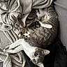Milo participe au concours pour gagner de l'argent avec cette photo : cat, two_cats, snuggling, blanket, fabric, fur, cozy, pet, animal, cute, companion, resting, tabby_cat, white_cat, paw, face, indoor, soft_texture, cuddle, relaxed