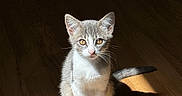 Milo participe au concours pour gagner de l'argent avec cette photo : kitten, cat, gray_and_white, sitting, wooden_floor, sunlight, shadow, pets, young_cat, indoor, curious, feline, whiskers, ears, eyes, tail, cute, animal, domestic_cat, portrait