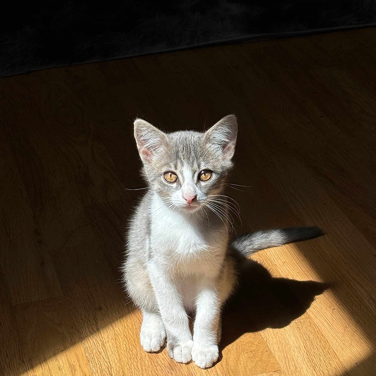 Milo