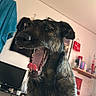 Texas participe au concours pour gagner de l'argent avec cette photo : dog, brindle_coat, yawning, tongue, indoor, room, shelf, books, towel, wall, computer_monitor, desk, chair, cup, paper, black_nose, pet, animal, canine, furniture