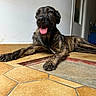 Texas participe au concours pour gagner de l'argent avec cette photo : dog, brindle, tongue_out, laying_down, floor, tile_floor, indoor, relaxed, pet, canine, paw, wall, door, animal, companion, house, domestic, happy, resting, fur