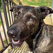 Texas a rejoint le concours — aidez-le/la à gagner de superbes lots ! dog, brindle, stairs, sunlight, outdoor, smiling, pet, canine, happy, ears, face, tongue, backyard, grass, playground, slide, shadow, daylight, animal, friendly