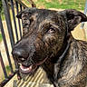 dog, brindle, stairs, sunlight, outdoor, smiling, pet, canine, happy, ears, face, tongue, backyard, grass, playground, slide, shadow, daylight, animal, friendly