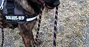 Texas a rejoint le concours — aidez-le/la à gagner de superbes lots ! dog, leash, harness, outdoor, grass, gravel, animal, pet, canine, nature, walking, standing, brown, black, fur, playful, active, daytime, field, grassland