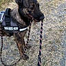 dog, leash, harness, outdoor, grass, gravel, animal, pet, canine, nature, walking, standing, brown, black, fur, playful, active, daytime, field, grassland