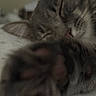 cat, cats, tabby, feline, sleeping, sleepy, close_up, fur, whiskers, nose, face, pet, bed, bedding, bedroom, indoors, blurred, soft_lighting, cuddling, nap