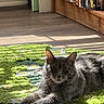 Jacob is registered to the contest to win money with this photo: cat, gray_cat, furry, animal, pet, lying_down, lounging, sunlight, indoors, bookshelf, books, wooden_floor, rug, portrait, whiskers, ears, paws, relaxed, domestic_animal, photobomb