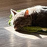 cat, sleeping, pet, animal, feline, whiskers, ears, fur, black_fur, white_fur, green_rug, wood_floor, sunlight, sunbeam, indoors, resting, lying_down, close_up, shadow, cozy