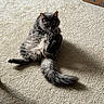 Jacob is registered to the contest to win money with this photo: cat, gray_cat, fluffy, longhaired, pet, animal, feline, grooming, paw, tail, carpet, indoor, home, relaxed, sitting, lying_down, cute, portrait, cardboard_box, purple_object