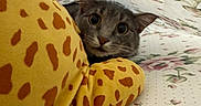 Jacob is registered to the contest to win money with this photo: cat, gray_cat, pet, animal, face, eyes, ears, whiskers, indoor, bedroom, bed, bedspread, floral, cushion, yellow, patterned, cozy, hiding, portrait, cute