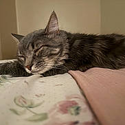 Jacob joined the competition — help win amazing prizes! cat, tabby, sleeping, fluffy, gray_fur, pet, animal, indoors, bed, bedspread, blanket, floral_pattern, cozy, relaxed, resting, closed_eyes, whiskers, ears, home, nap