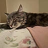 cat, tabby, sleeping, fluffy, gray_fur, pet, animal, indoors, bed, bedspread, blanket, floral_pattern, cozy, relaxed, resting, closed_eyes, whiskers, ears, home, nap