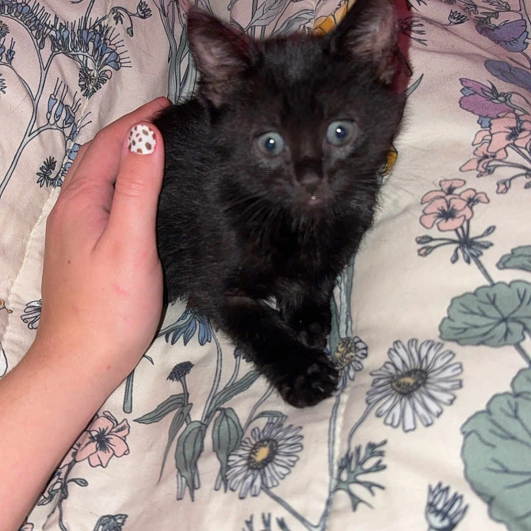 Oreo joined the competition — help win amazing prizes! animal, black_cat, blanket, close_up, comfort, cozy, cute, domestic_cat, floral_pattern, fur, hand, indoor, kitten, leopard_print, nail_art, pet, resting, small, soft, young