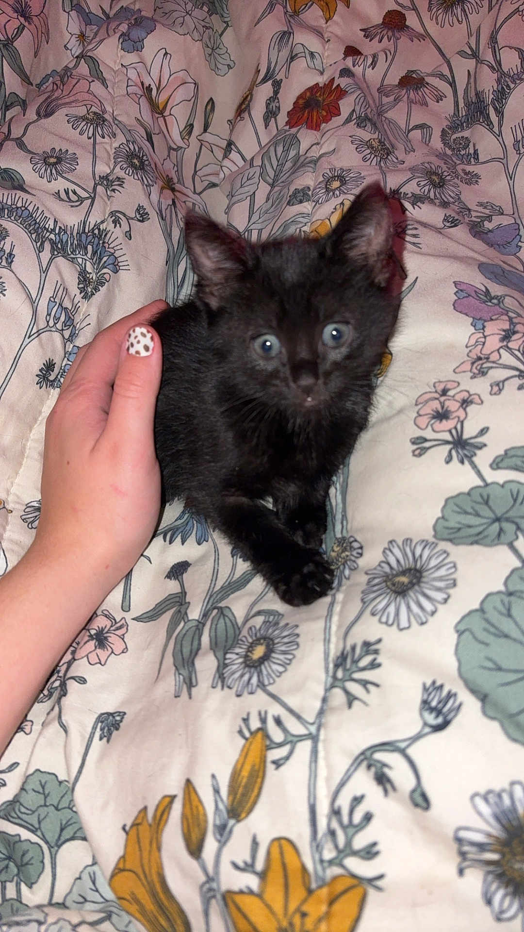 Oreo joined the competition — help win amazing prizes! kitten, black_cat, hand, nail_art, leopard_print, blanket, floral_pattern, pet, cute, animal, indoor, cozy, soft, small, fur, young, domestic_cat, resting, comfort, close_up