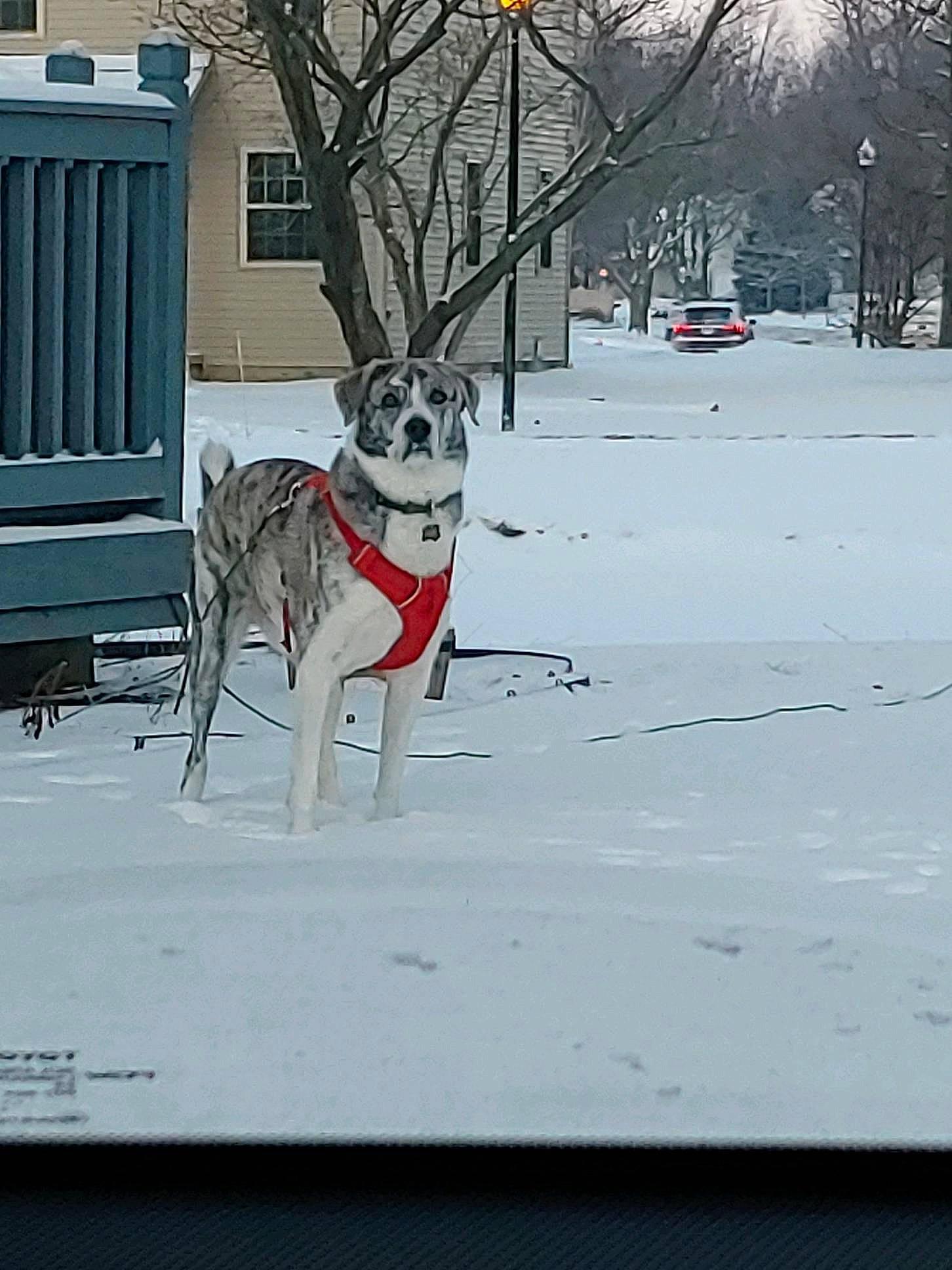 Jet is registered to the contest to win money with this photo: carnivore, collar, companion_dog, dog, dog_breed, dog_collar, door, fawn, freezing, frost, plant, precipitation, snout, snow, sporting_group, tail, tree, twig, winter, working_animal