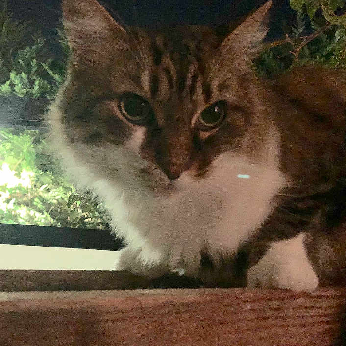 Sissi a rejoint le concours — aidez-le/la à gagner de superbes lots ! cat, tabby, fluffy, night, wood, ledg, animal, pet, feline, curious, closeup, whiskers, ears, outdoor, leafy, nature, portrait, mammal, cute, fur