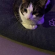 Vegeta participe au concours pour gagner de l'argent avec cette photo : cat, pet, animal, feline, fur, bed, indoor, purple_light, cute, resting, whiskers, closeup, looking_up, domestic_cat, soft, cozy, black_bed, relaxed, floor, quiet